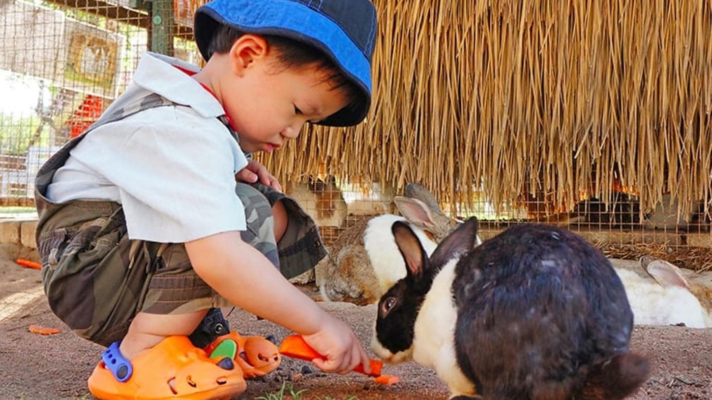 Child petting rabbit